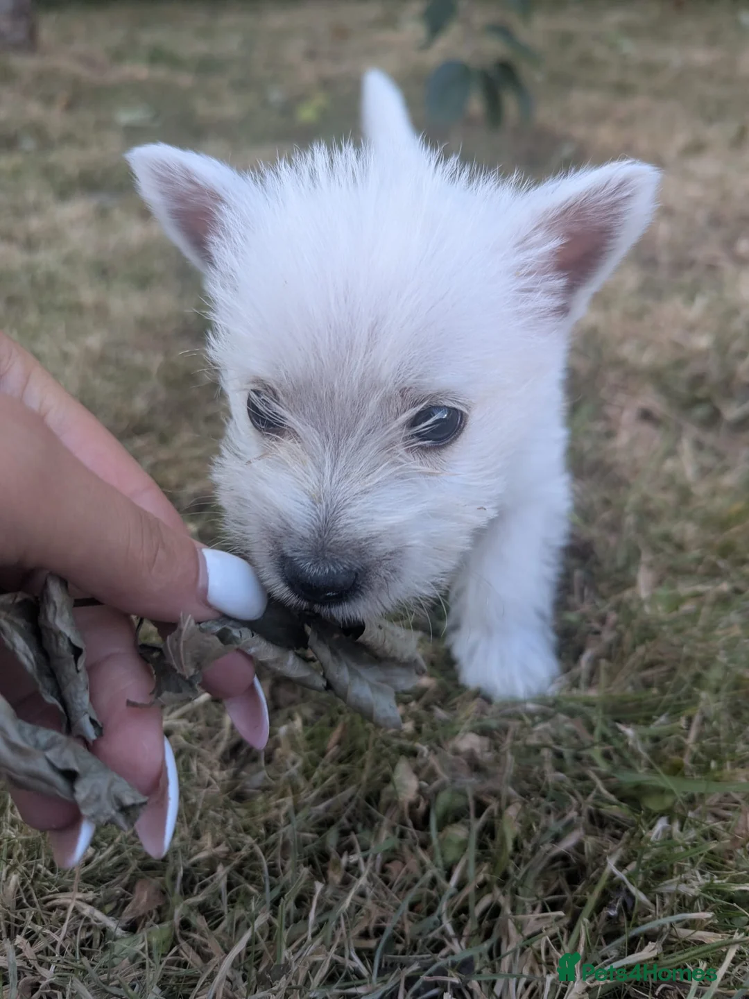 West Highland Terrier dogs for sale: Pedigree Westies - Advert 11