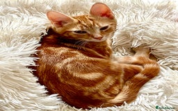 Domestic Shorthair cats for sale: William & Harry (The Royals) - Image 10