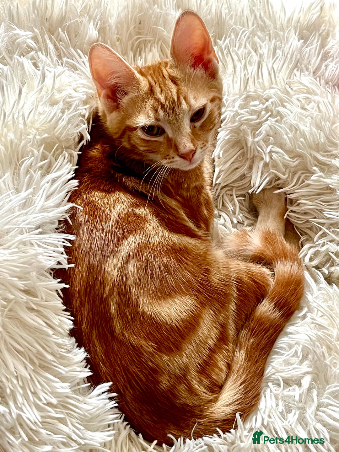 Domestic Shorthair cats for sale: William & Harry (The Royals) - Image 10