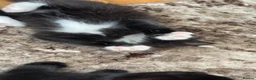 Turkish Van cats for sale: Turkish Van Kittens  - Advert 17
