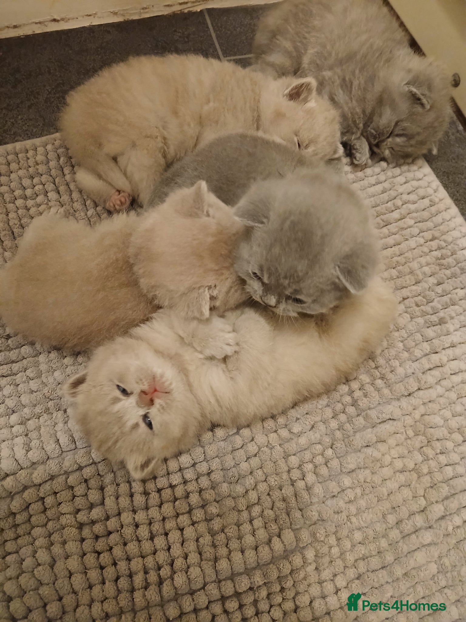 British Shorthair cats British shorthair kittens  - Advert 1