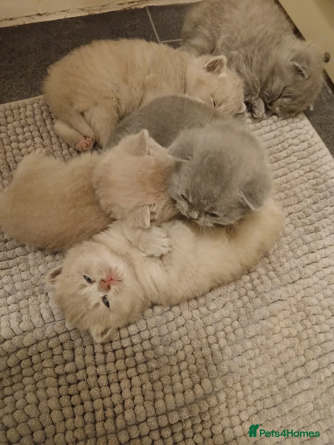 British Shorthair cats for sale: British shorthair kittens  - Advert 1