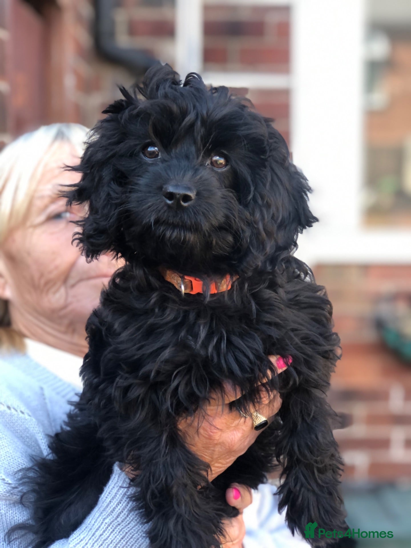Cavapoo dogs ❗️REDUCED❗️ready to go 1 GIRL LEFT! black cavapoos - Advert 17