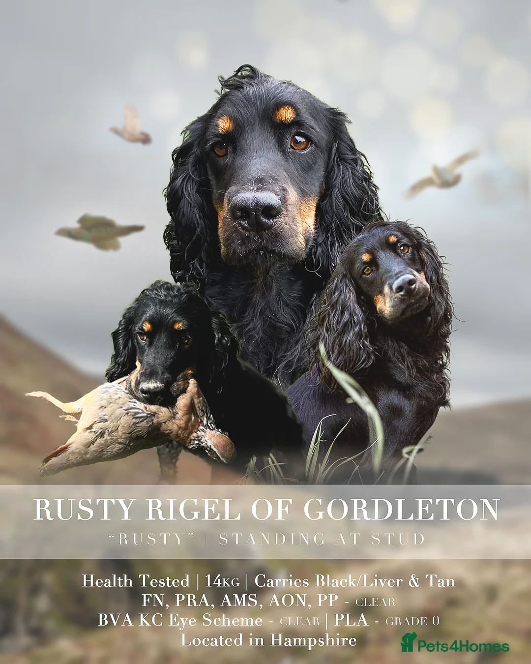 Cocker Spaniel dogs for stud: KC REGISTERED WORKING COCKER AVAILABLE AT STUD in New Milton - Advert 1