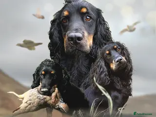 Cocker Spaniel dogs KC REGISTERED WORKING COCKER AVAILABLE AT STUD in New Milton - Advert 2