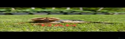 Yorkshire Terrier dogs for sale: Yorkshire Terrier Puppies  - Advert 8