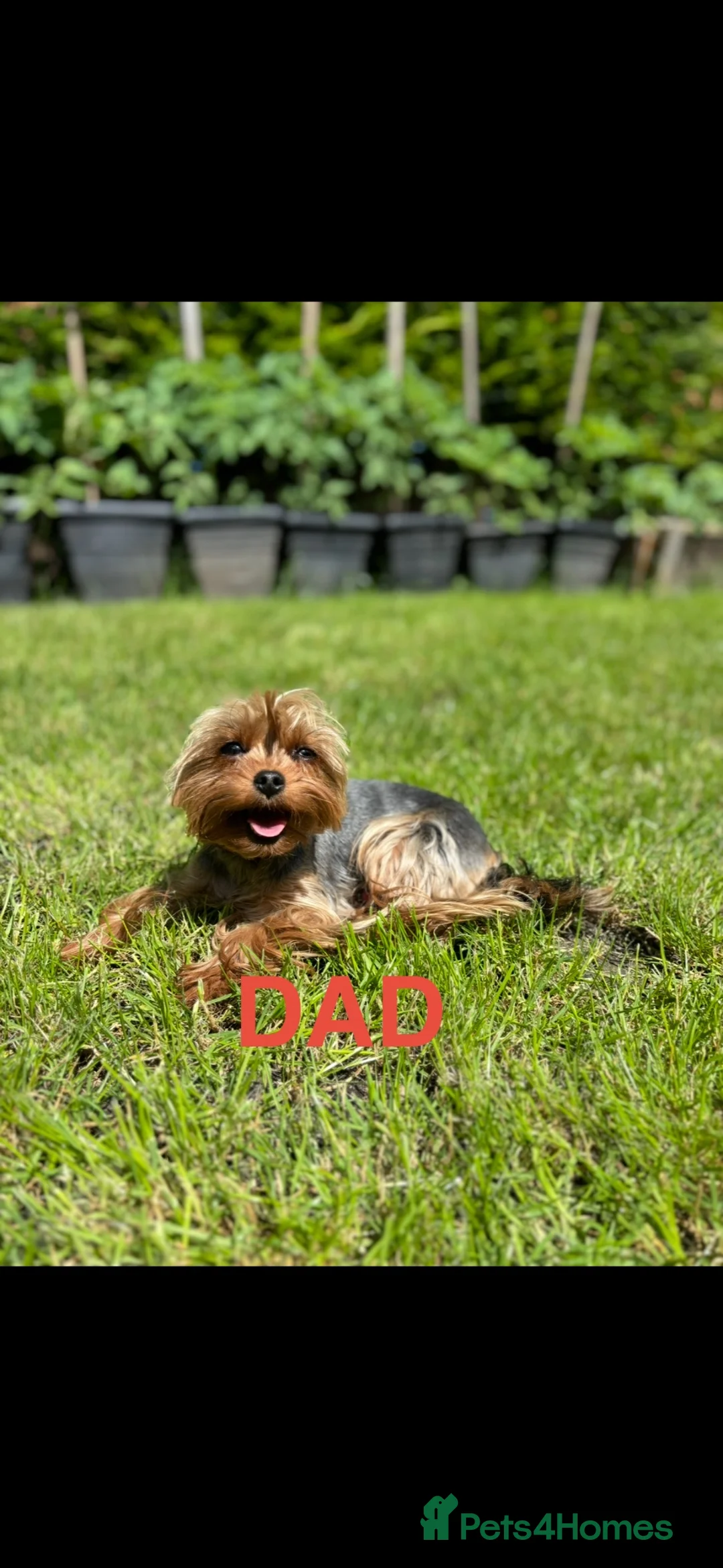 Yorkshire Terrier dogs for sale: Yorkshire Terrier Puppies  - Advert 8