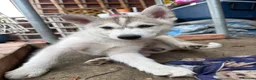 Utonagan dogs for sale: READY TO LEAVE. 3 stunning husky/malamute puppies - Advert 25