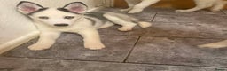 Siberian Husky dogs for sale: Siberian Husky Puppies for Sale - Advert 12