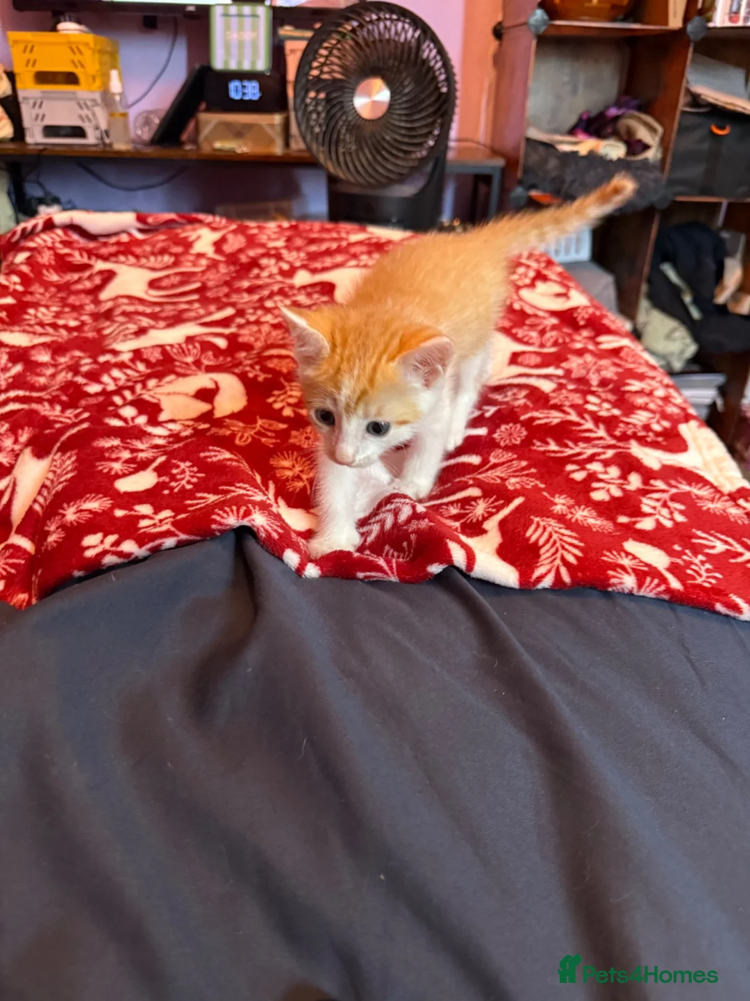 Mixed Breed cats for sale: Two girls and two boys available  in Brandon - Advert 13