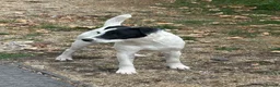 Jack Russell dogs for sale: Jack Russell dog 6 months old  - Advert 4