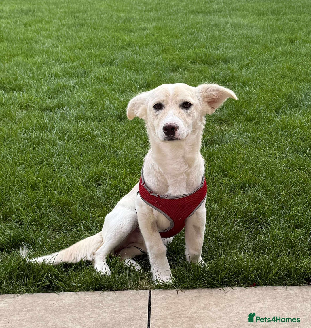 Mixed Breed dogs for adoption: ❤️🐾 Snoopy 🐾❤️ - Advert 2