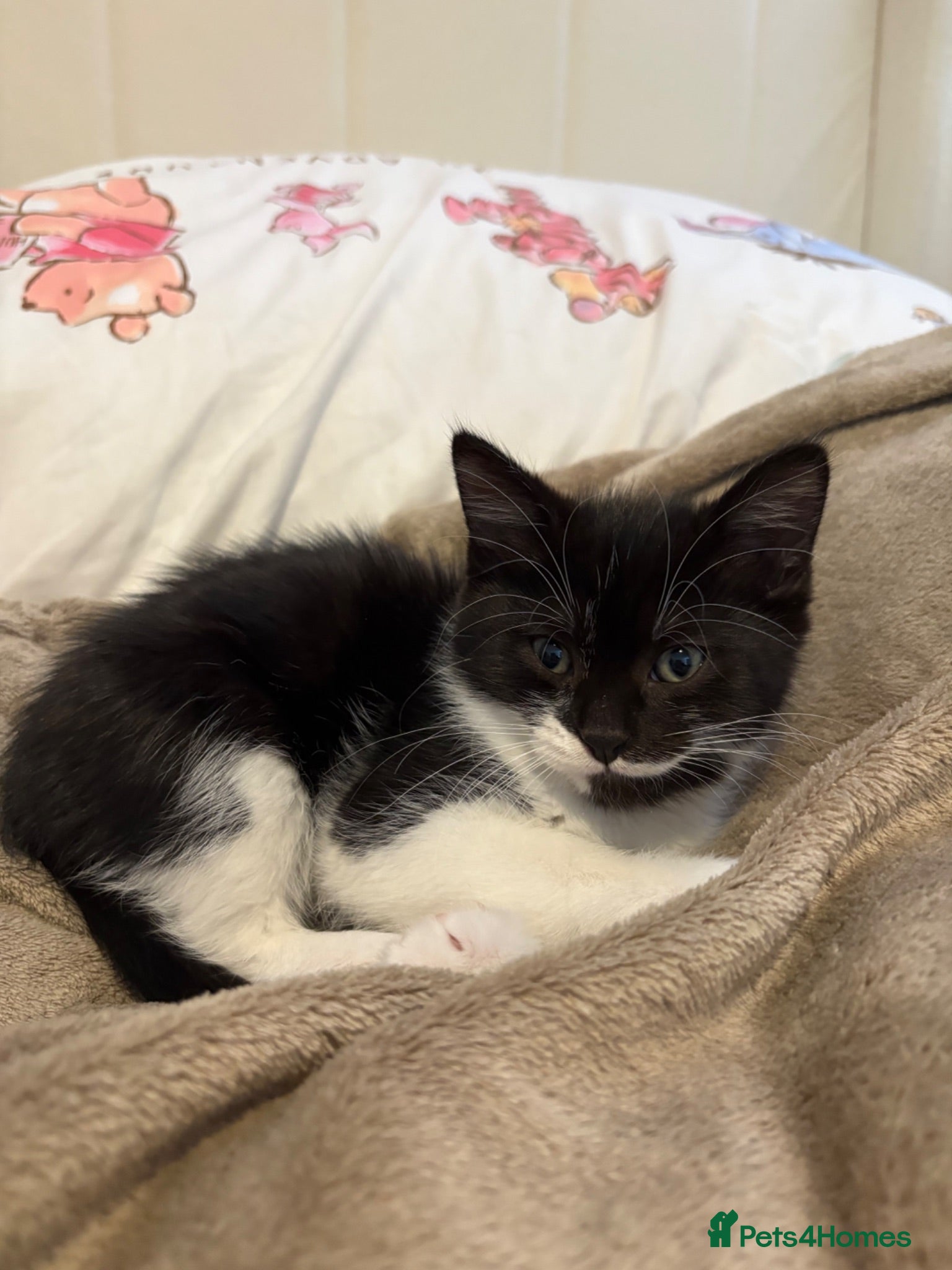 Mixed Breed cats Black and White Fluffy Male Kitten - Advert 3
