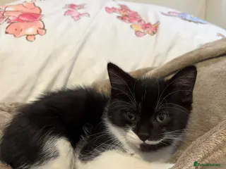 Mixed Breed cats Black and White Fluffy Male Kitten - Advert 3