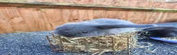 Mini Lop rabbits for sale: Mini lops - Advert 5