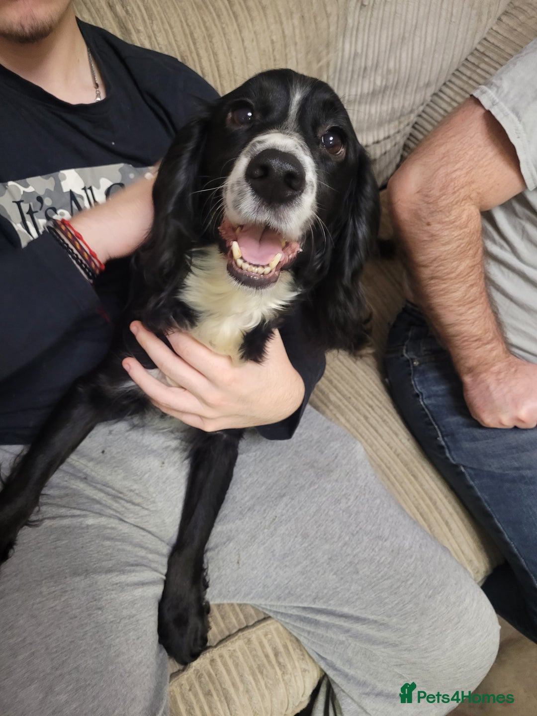 Cocker Spaniel dogs for sale: KC registered Working Cocker Spaniel puppies.  - Advert 11