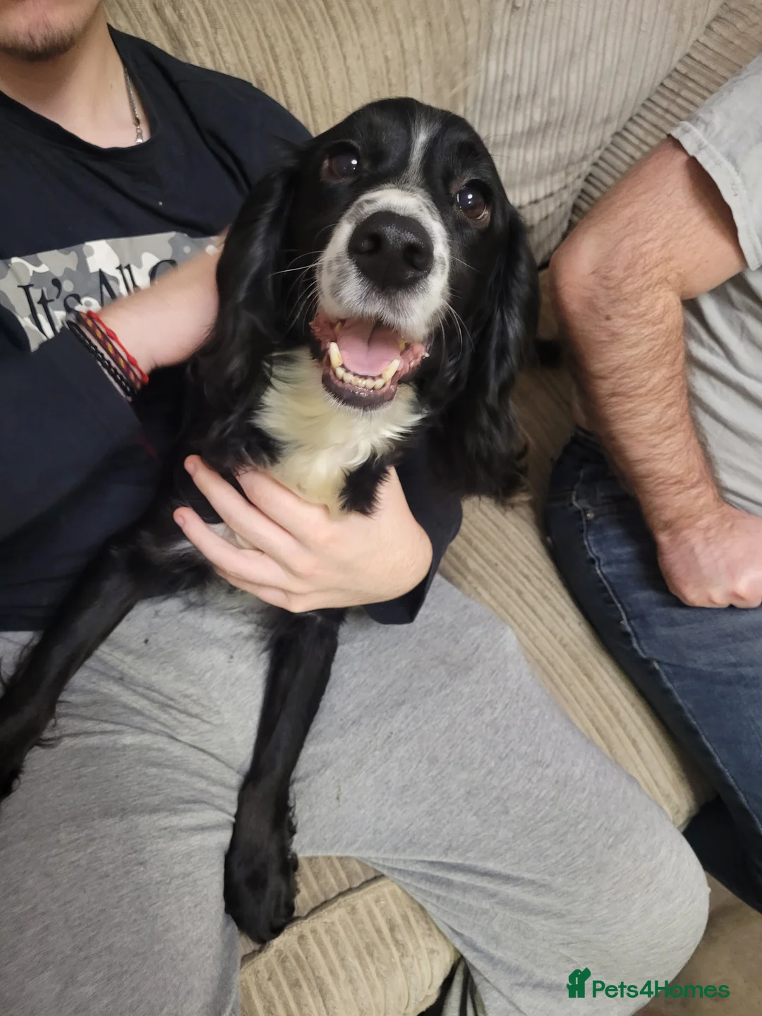 Cocker Spaniel dogs for sale: KC registered Working Cocker Spaniel puppies.  - Advert 11