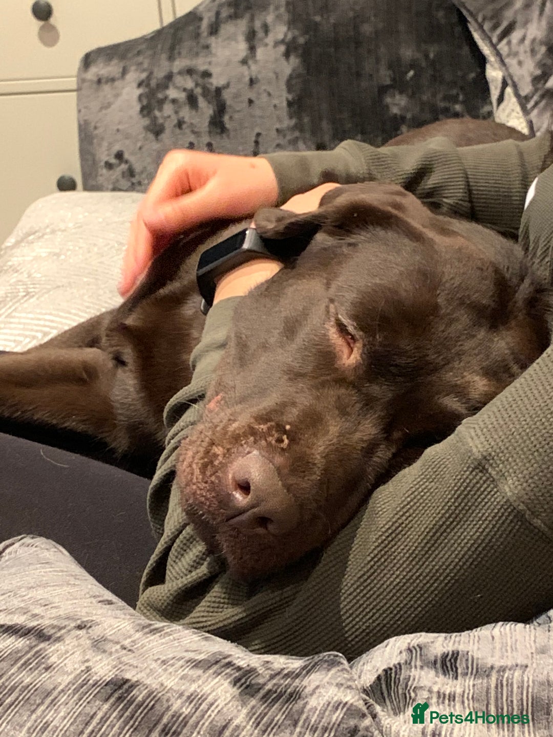 Labrador Retriever dogs for sale: Gorgeous calm loving girl  - Advert 5