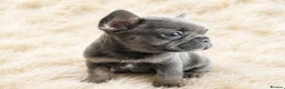 French Bulldog dogs for sale: Stunning Quality French Bulldog Puppies  - Advert 5