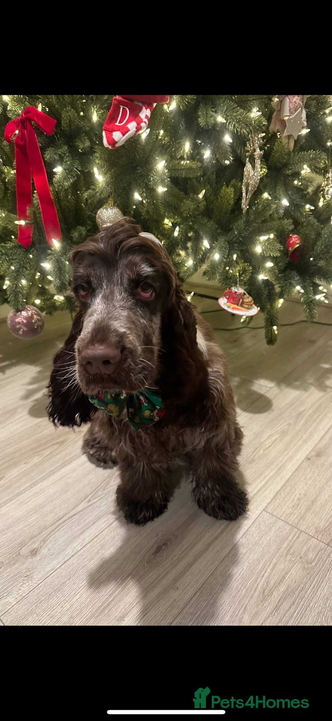 Cocker Spaniel dogs for sale: Show cocker spaniel for sale  - Advert 6