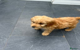 Cockapoo dogs for sale: Cockapoos  - Image 11