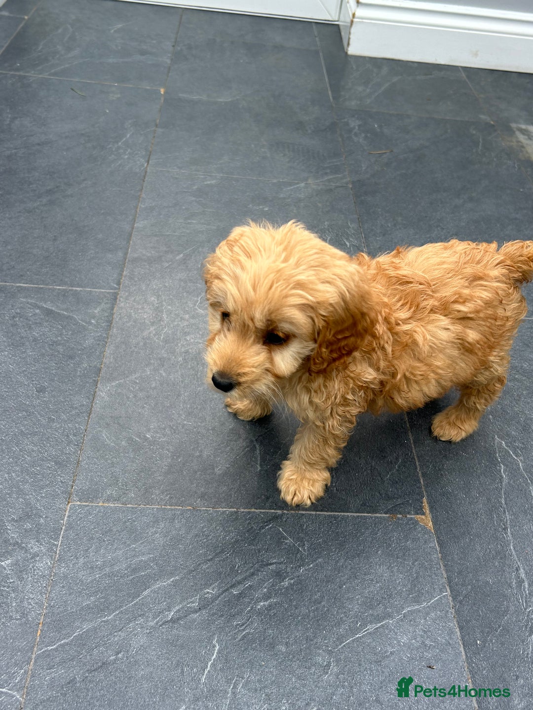 Cockapoo dogs for sale: Cockapoos  - Image 11