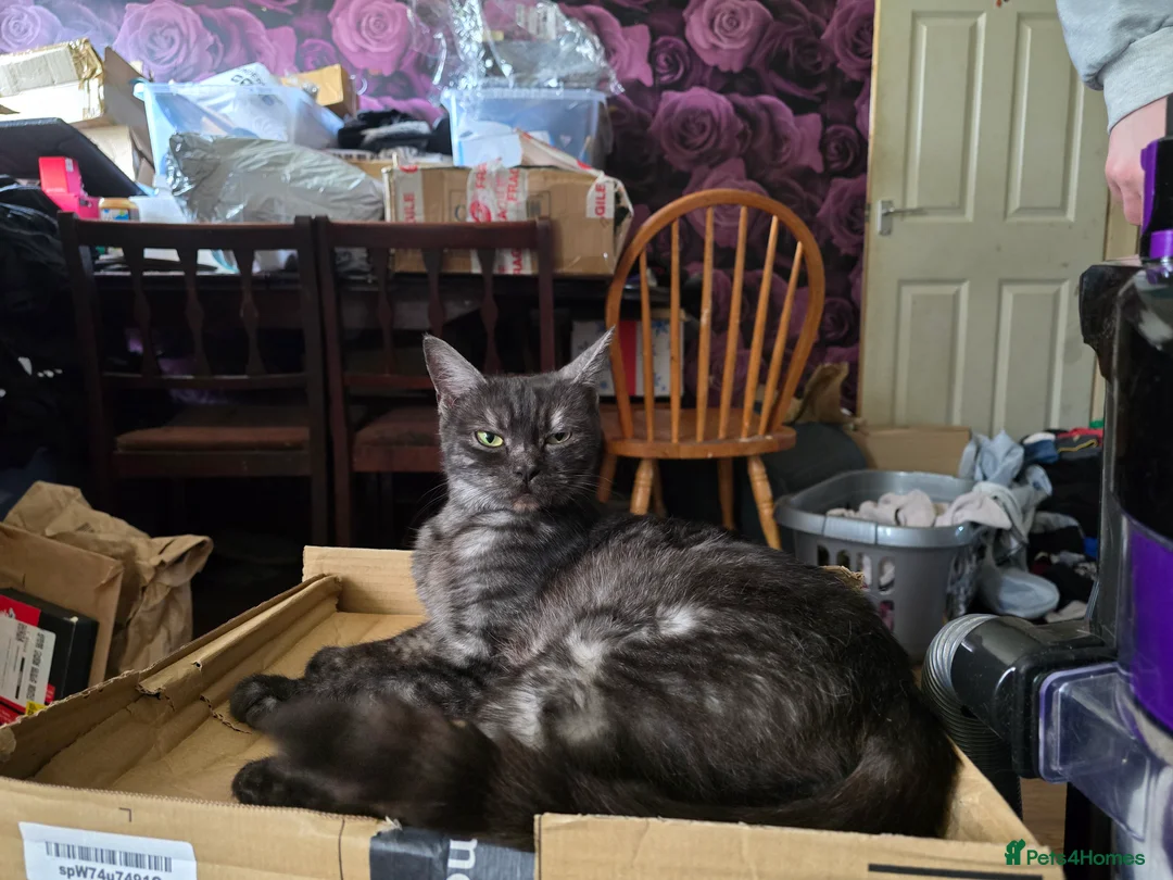 Gallery Image {{count}}