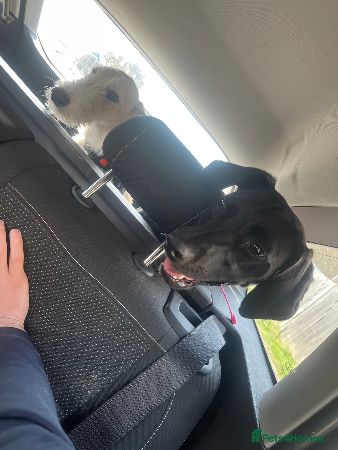 Mixed Breed dogs for sale: Gorgeous greyhound cross weimaraner - Advert 6