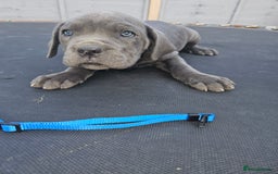 Cane Corso dogs for sale: Look 👀 absolutely stunning cane corso. - Image 28