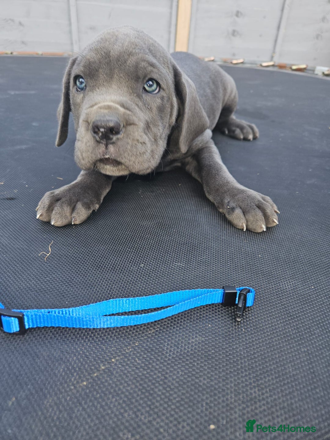 Cane Corso dogs for sale: Look 👀 absolutely stunning cane corso. - Image 28