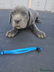 Cane Corso Puppy 3