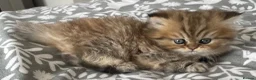 Persian cats for sale: Beautiful golden chinchilla Persian female kitten - Advert 5