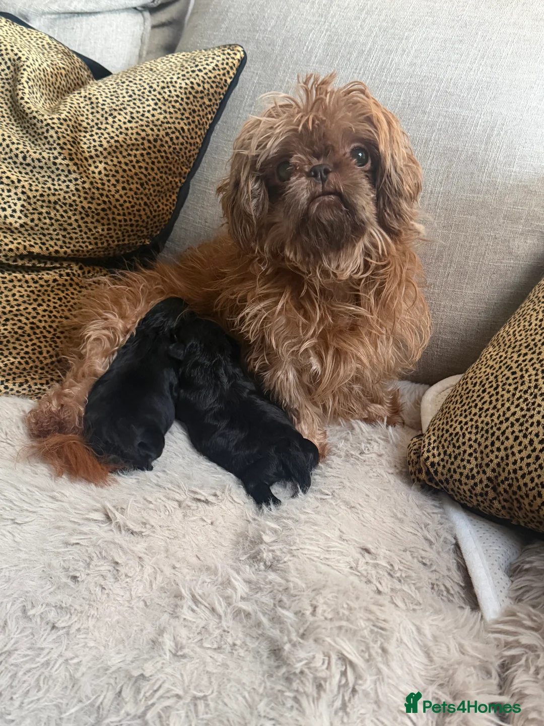Shihpoo dogs for sale: Tiny Shih poo ready now  - Advert 2