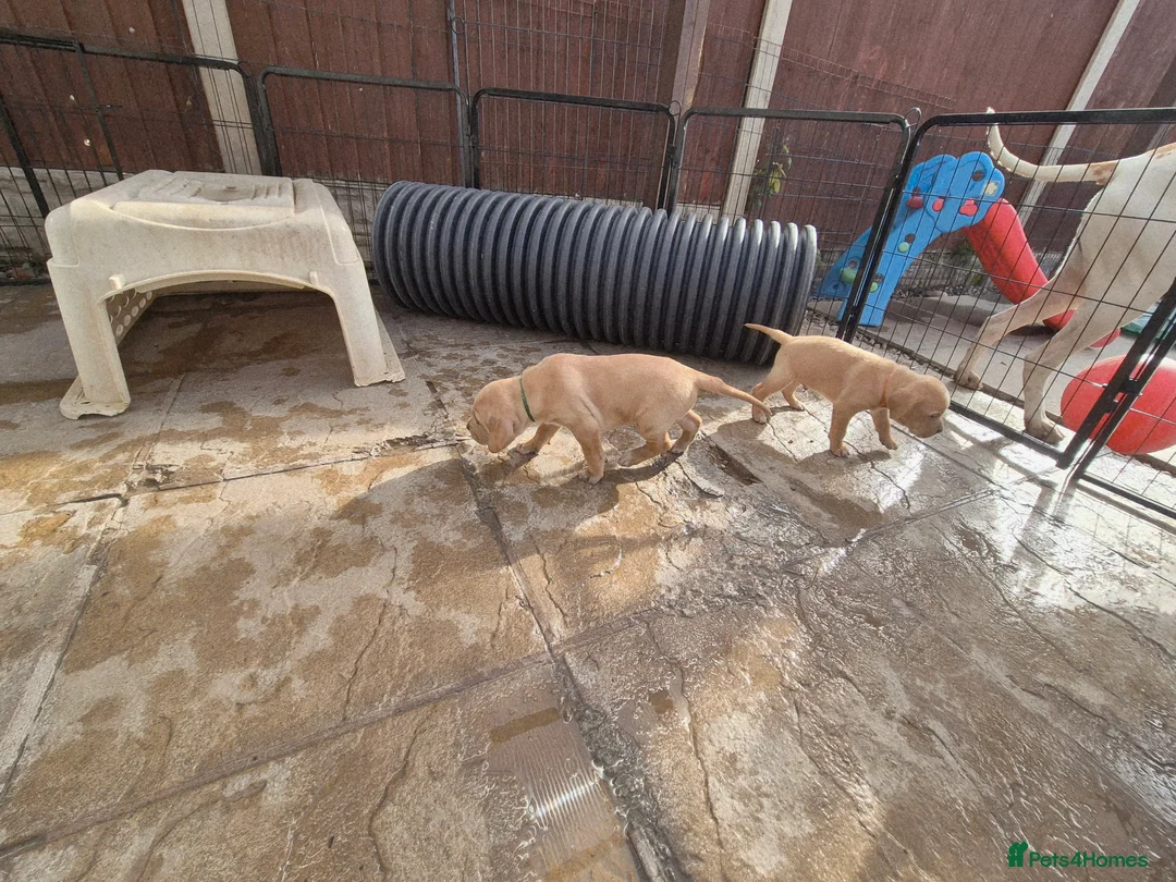 Pointer dogs for sale: Portuguese pointer puppies for sale - Advert 4