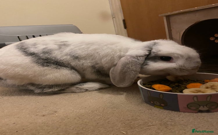 Mini Lop rabbits - Advert 6