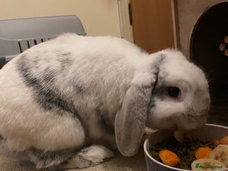 Mini Lop rabbits - Advert 6