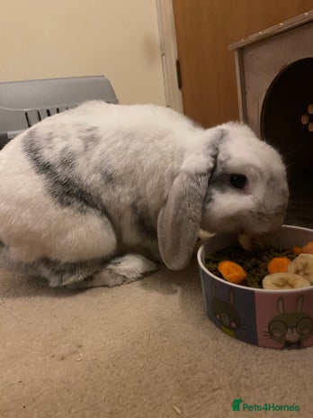 Mini Lop rabbits - Advert 6