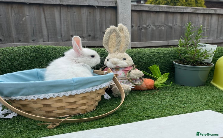 Mini Lop rabbits - Advert 13