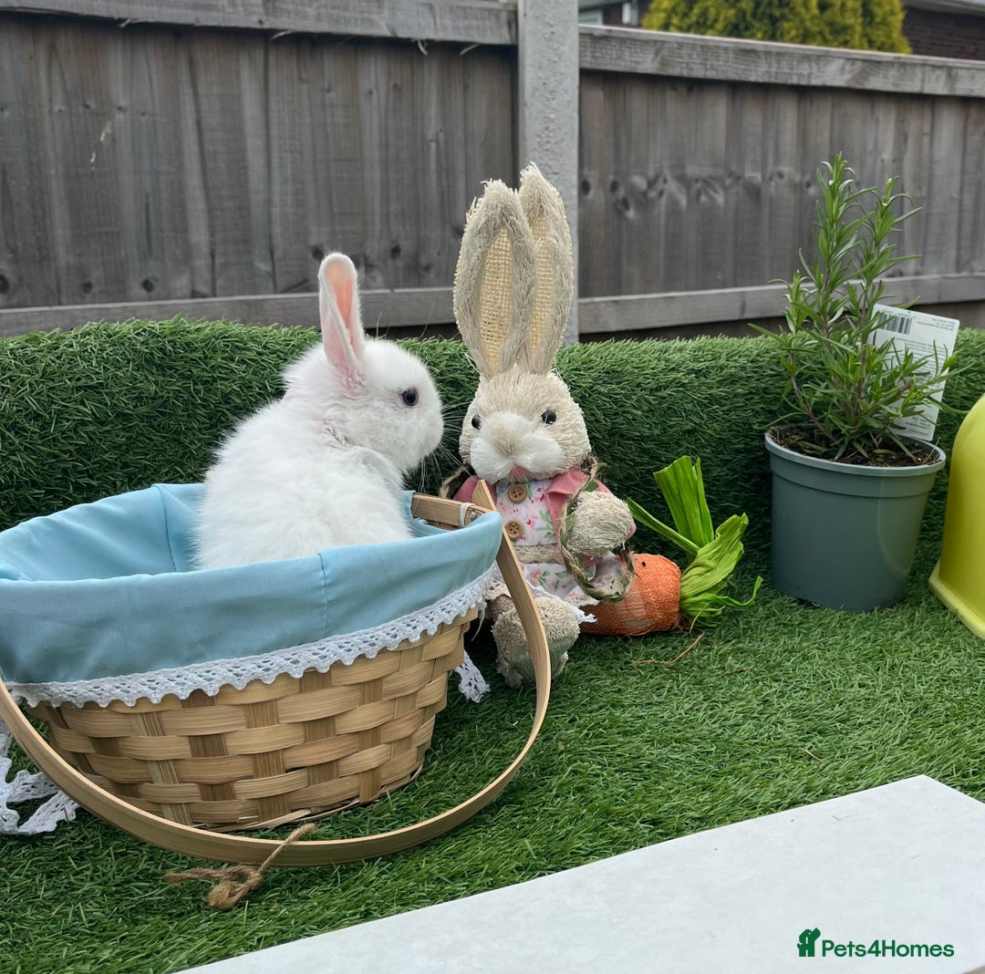 Mini Lop rabbits for sale: Early summer babies - Image 1