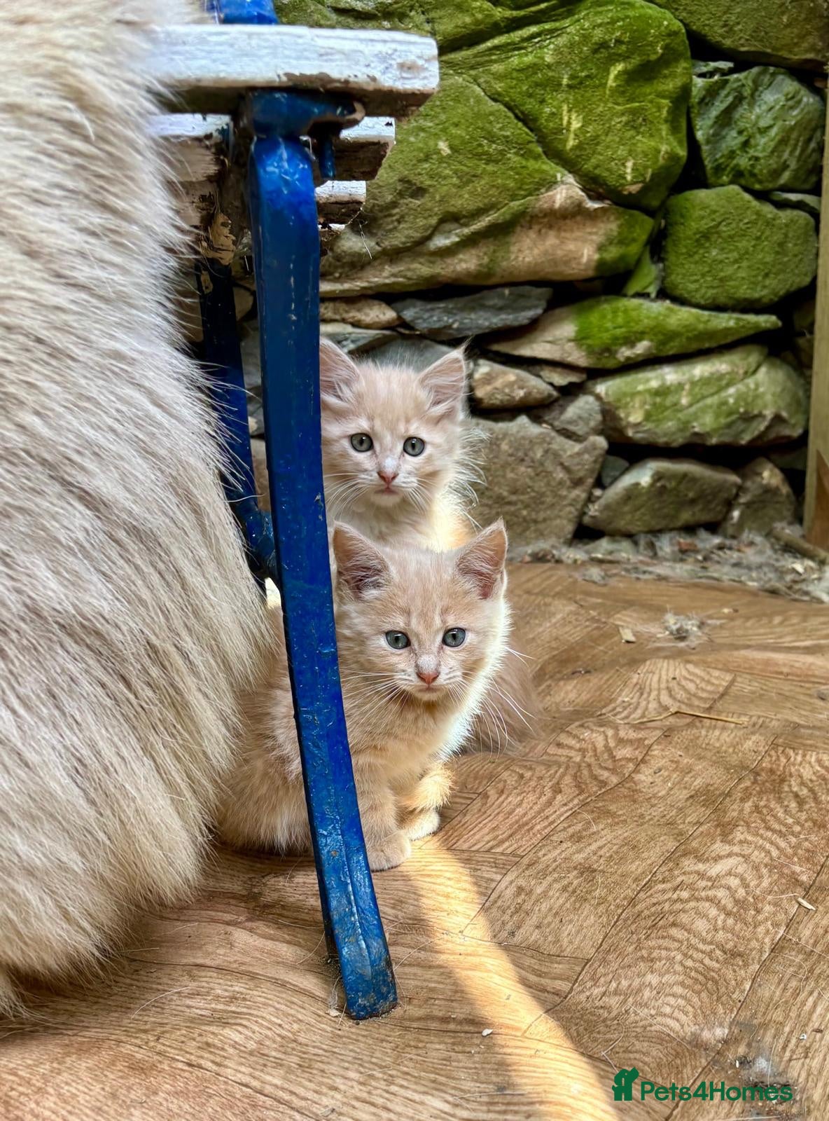 Maine Coon cats Stunning mainecoon cross kittens  - Advert 8