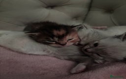 Persian cats for sale: Persian x bengal kitten left  - Image 8