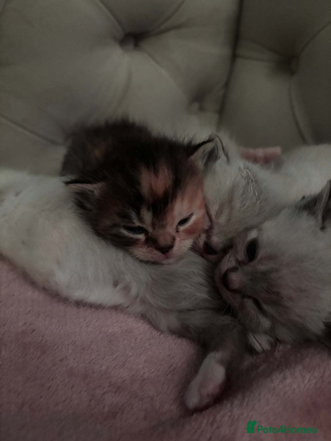 Persian cats for sale: Persian x bengal kitten left  - Image 8