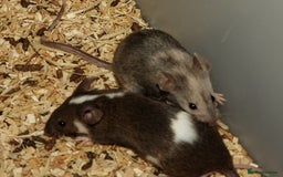 Mouse rodents for sale: Satin, long and short haired varieties  - Image 23