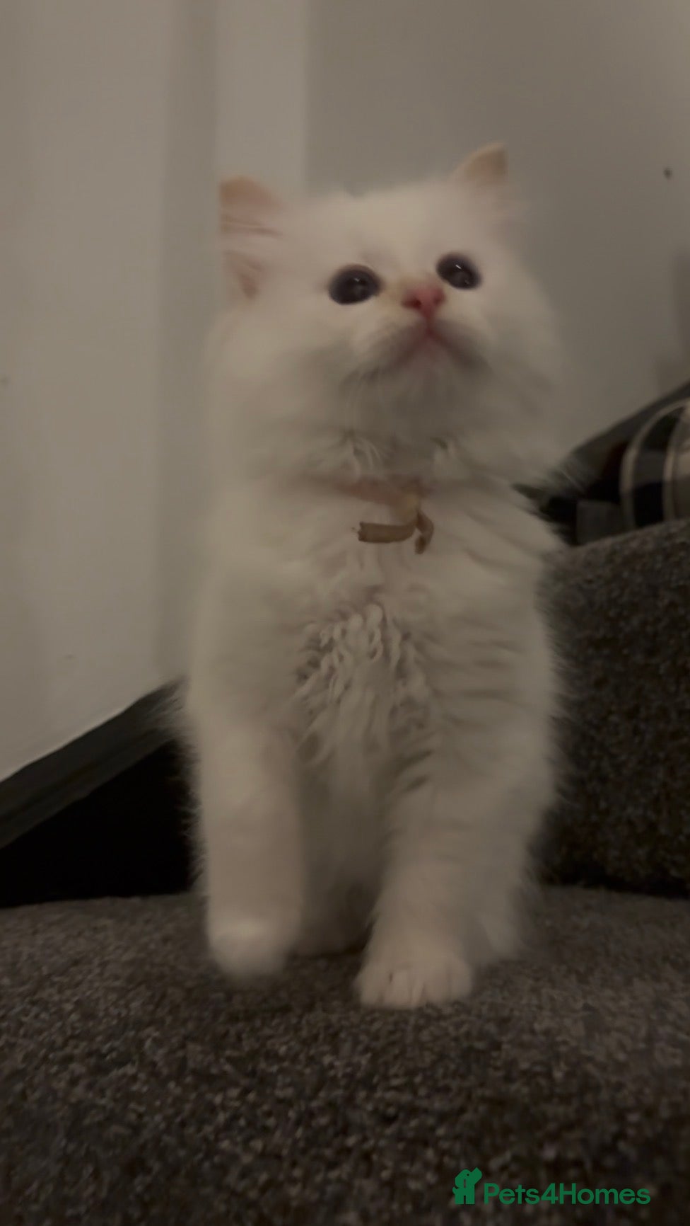 Ragdoll cats Flame point Ragdolls  - Advert 1