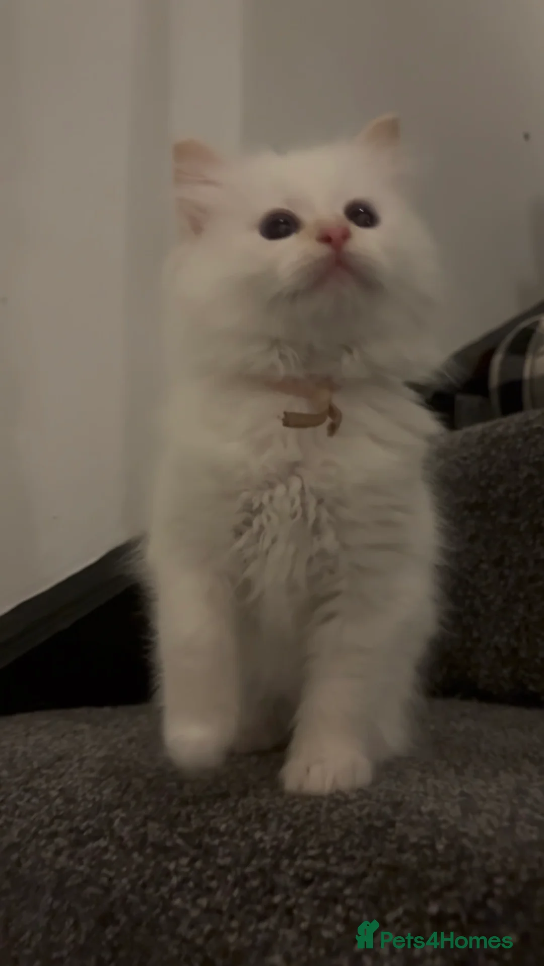 Ragdoll cats for sale: Flame point Ragdolls  - Advert 1