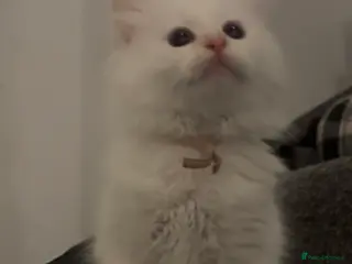 Ragdoll cats Flame point Ragdolls - Advert 7