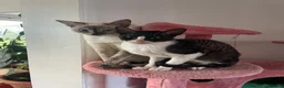Cornish Rex cats for sale: Cornish Rex Boy Rehoming  - Advert 3
