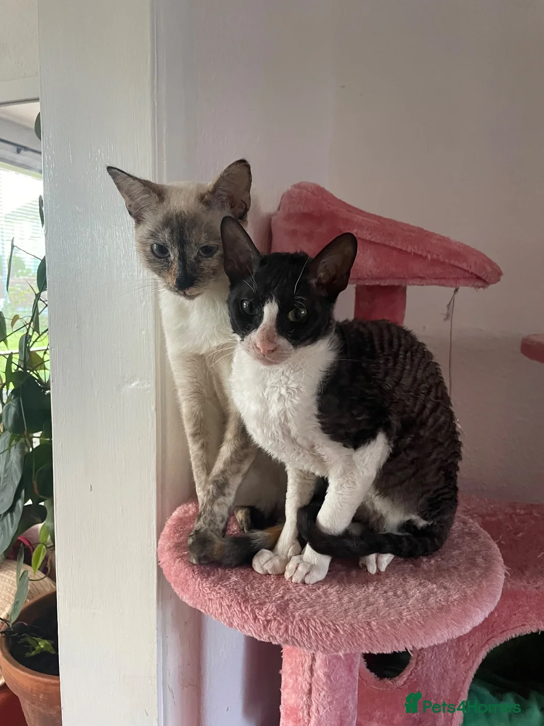 Cornish Rex cats for sale: Cornish Rex Boy Rehoming  - Advert 3