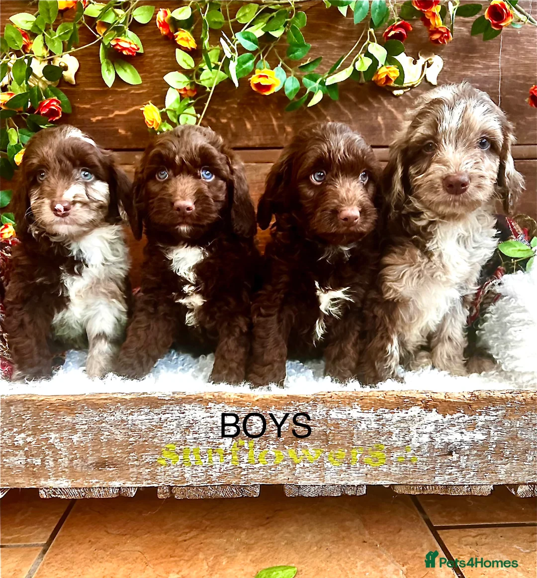 Sproodle dogs for sale: Chocolate Sproodle Puppies rare Merle  - Advert 2