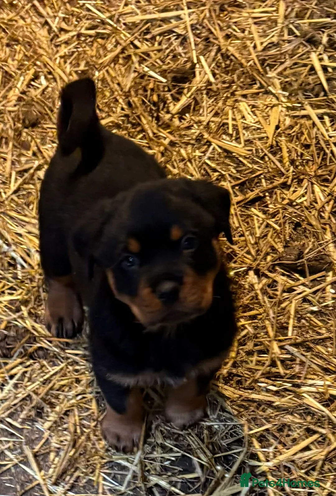 Rottweiler dogs for sale: Beautiful Rottweiler Puppies - Advert 2
